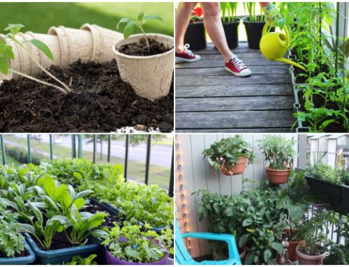 5 Simple Tips to Help You Start a Balcony Vegetable Garden