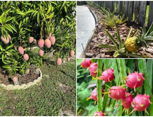 7 Exotic Tropical Fruits to Grow in Your Yard