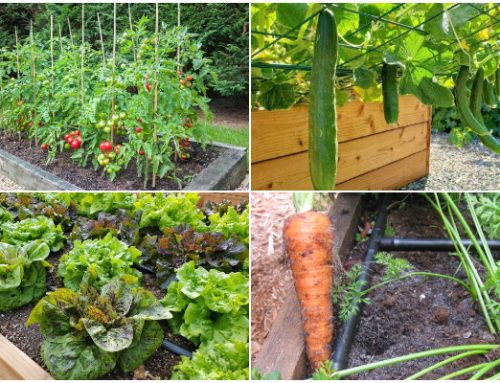 8 Vegetables to Grow on Raised Garden Beds