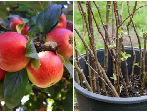 How to Grow Apples from Cuttings