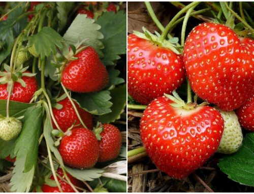 5 Amazing Tips to Harvest Maximum Strawberries Yield