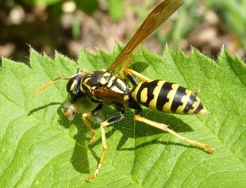 5 Effective Ways to Protect Your Plants from Wasps