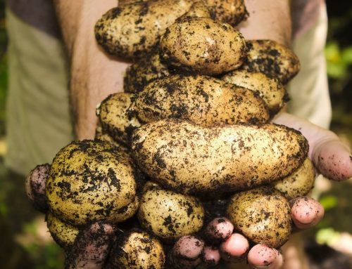 6 Easy Potato Growing Tips for a Bountiful Harvest