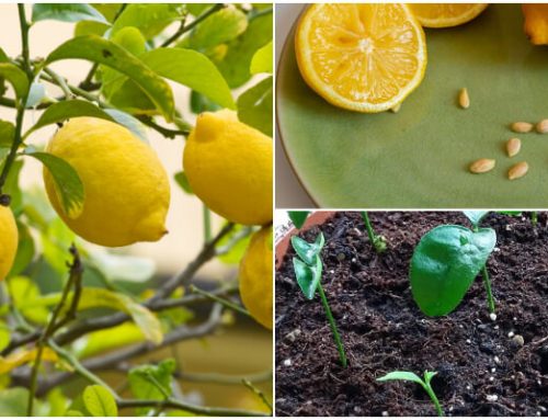 6 Easy Steps to Grow a Lemon Tree from Seeds