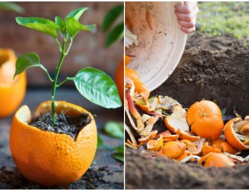 7 Surprising Benefits of Citrus Peels in Garden