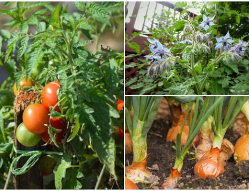 9 Best Companion Plants to Grow with Tomatoes