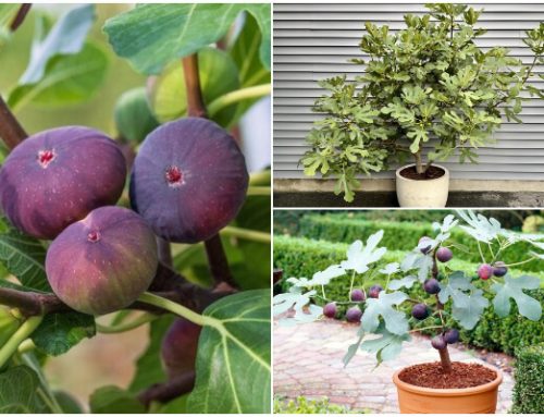 How to Grow Fig Trees on Containers