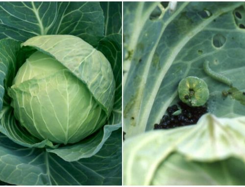 8 Cabbage-Growing Mistakes and How to Solve Them