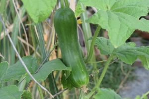 9 Common Cucumber Growing Mistakes and How to Avoid Them