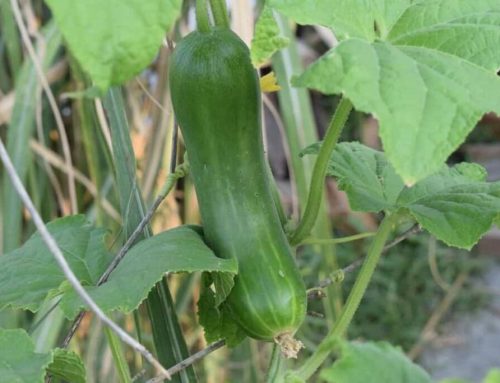 9 Common Cucumber Growing Mistakes and How to Avoid Them