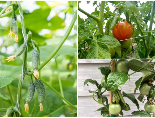 9 Edible Vines for Your Small Garden