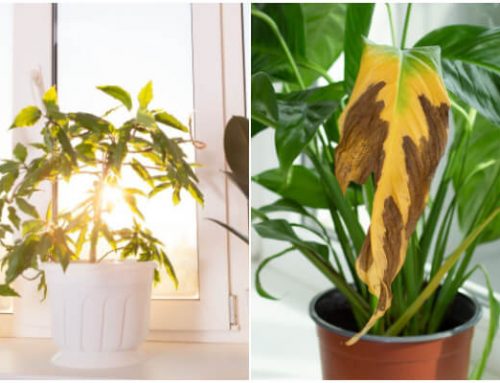 Easy Signs That Your Houseplants Need Sunlight