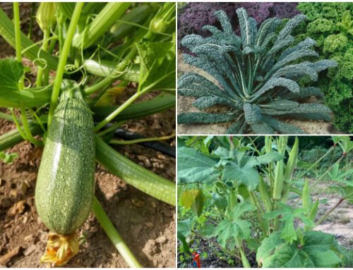 Easy-to-Grow Veggies for Dry Soil