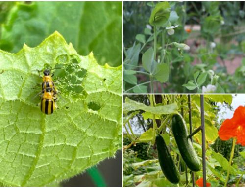 Natural Ways to Prevent Cucumber Beetles