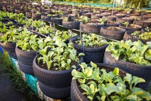 6 Reasons That You Should Not Reuse Old Tires to Grow Vegetables02