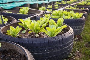 6 Reasons That You Should Not Reuse Old Tires to Grow Vegetables01