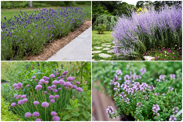 7 Beautiful Herbs to Grow in Flower Beds