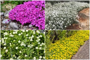 8 Best Beautiful Ground Cover Flowers