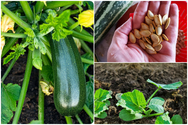 How to Grow Zucchini from Seeds