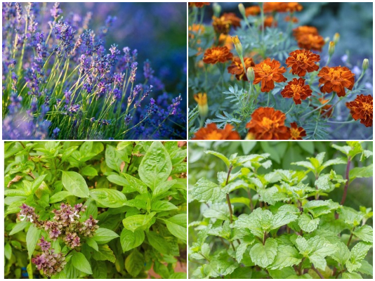 7 Plants You Should Grow to Repel Mosquitoes around Home