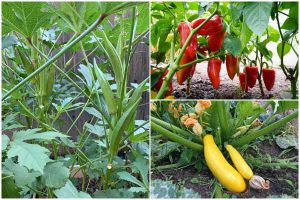 8 Best Drought-tolerant Vegetables for a Dry Garden