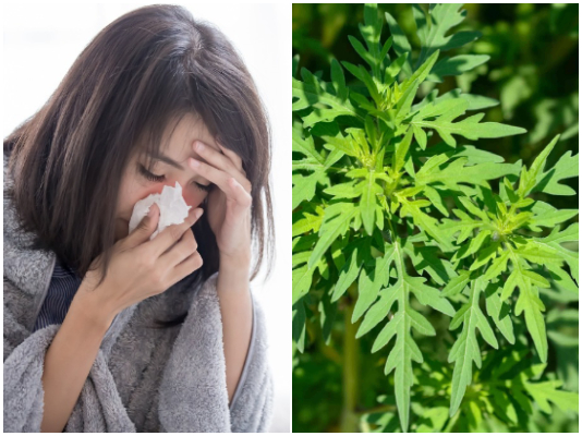 Best Health Benefits and Uses of Common Ragweed