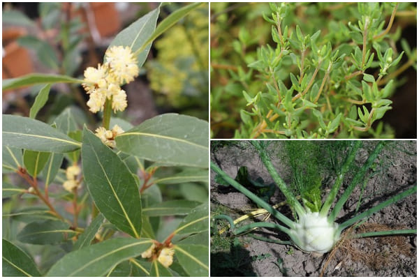 12 Best Drought-Tolerant Herbs to Thrive in Dry Soil