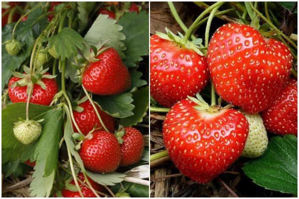 5 Amazing Tips to Harvest Maximum Strawberries Yield