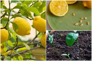 6 Easy Steps to Grow a Lemon Tree from Seeds