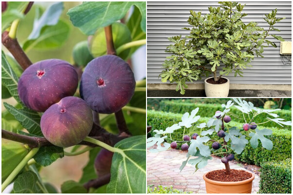 How to Grow Fig Trees on Containers