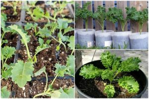 How to Grow Kale in Gallon Containers