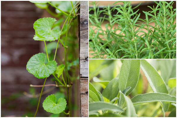 6 Best Herbs to Help Improve Your Memory Naturally