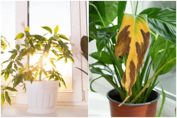 Easy Signs That Your Houseplants Need Sunlight