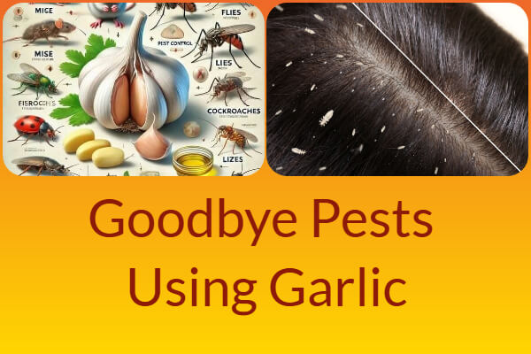 Goodbye Pests: How Garlic Cloves Repel Mice, Flies, Lice, and More